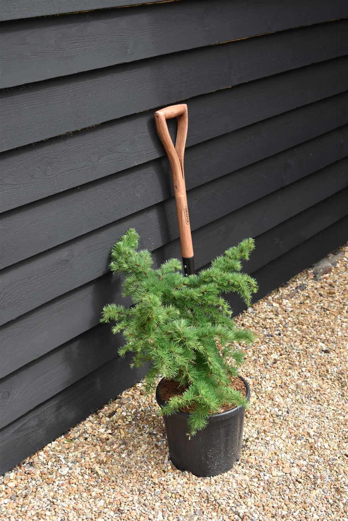 Larix decidua 'Little Bogle' | European larch - Height 50-60cm - Width 60cm - 11lt