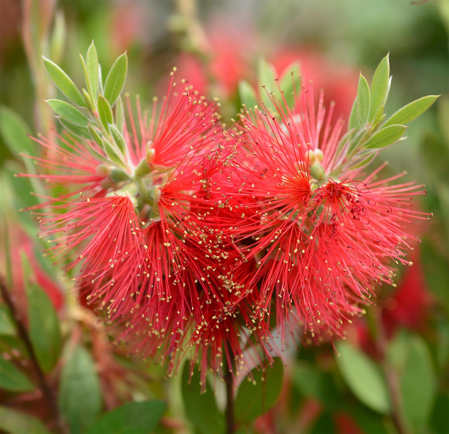 Callistemon Laevis | Bottlebrush - Shrub - Height 70-90cm - 3lt