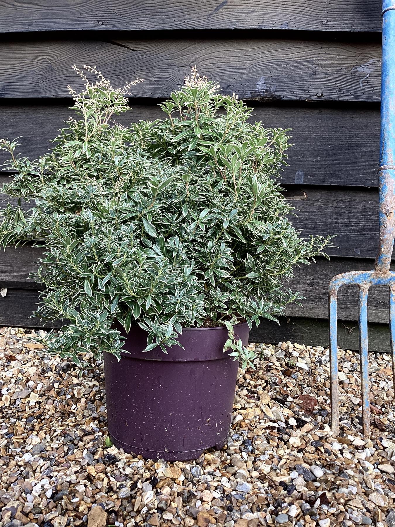 Pieris japonica 'Little Heath' - Shrub - Height 30-40cm - Width 40cm - 7lt