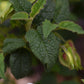 Cistus × hybridus corbariensis | Hybrid Rock Rose - 40-60cm - 10lt