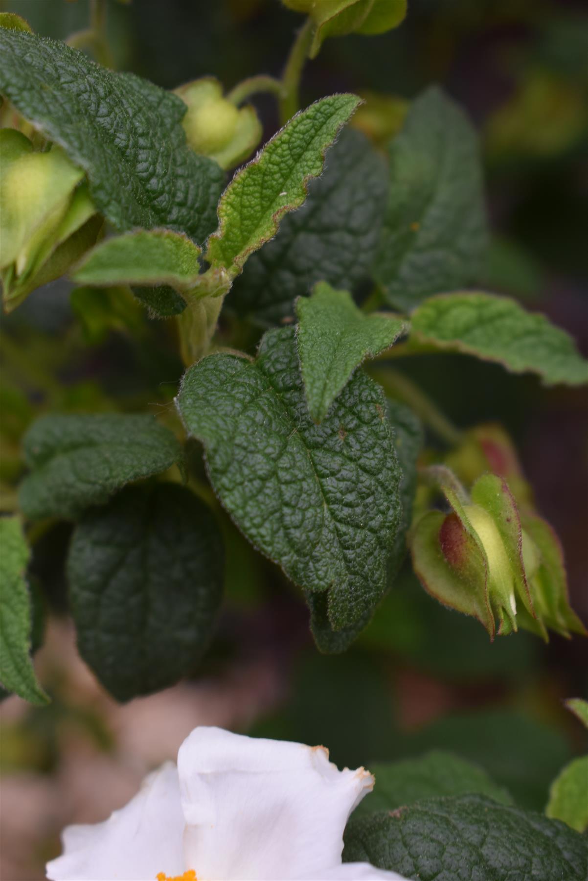 Cistus × hybridus corbariensis | Hybrid Rock Rose - 40-60cm - 10lt