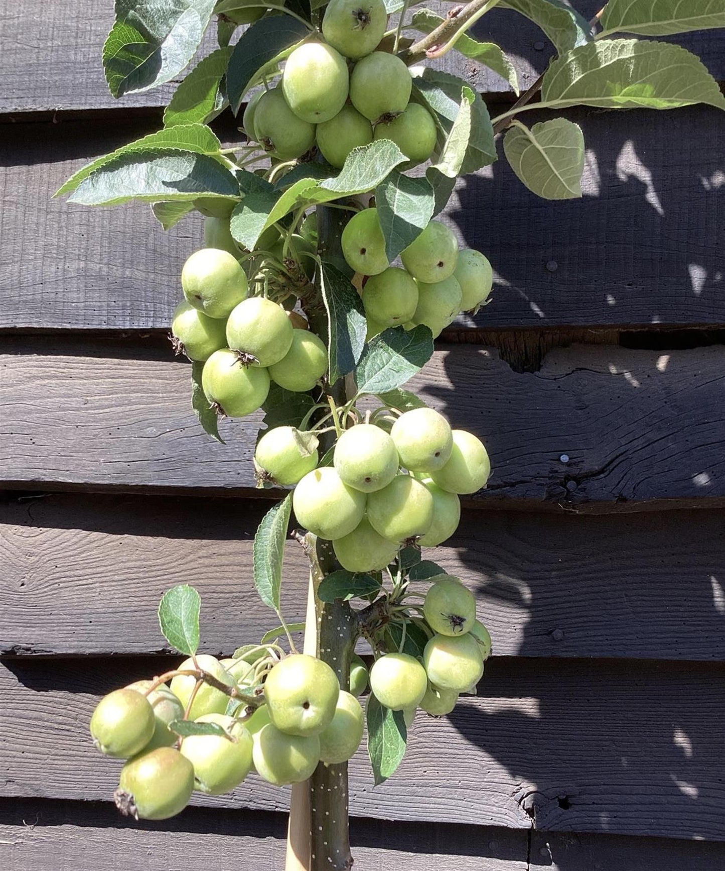 Malus 'Golden Hornet' | Flowering Crab Apple Tree, Height 240-260cm - 20lt