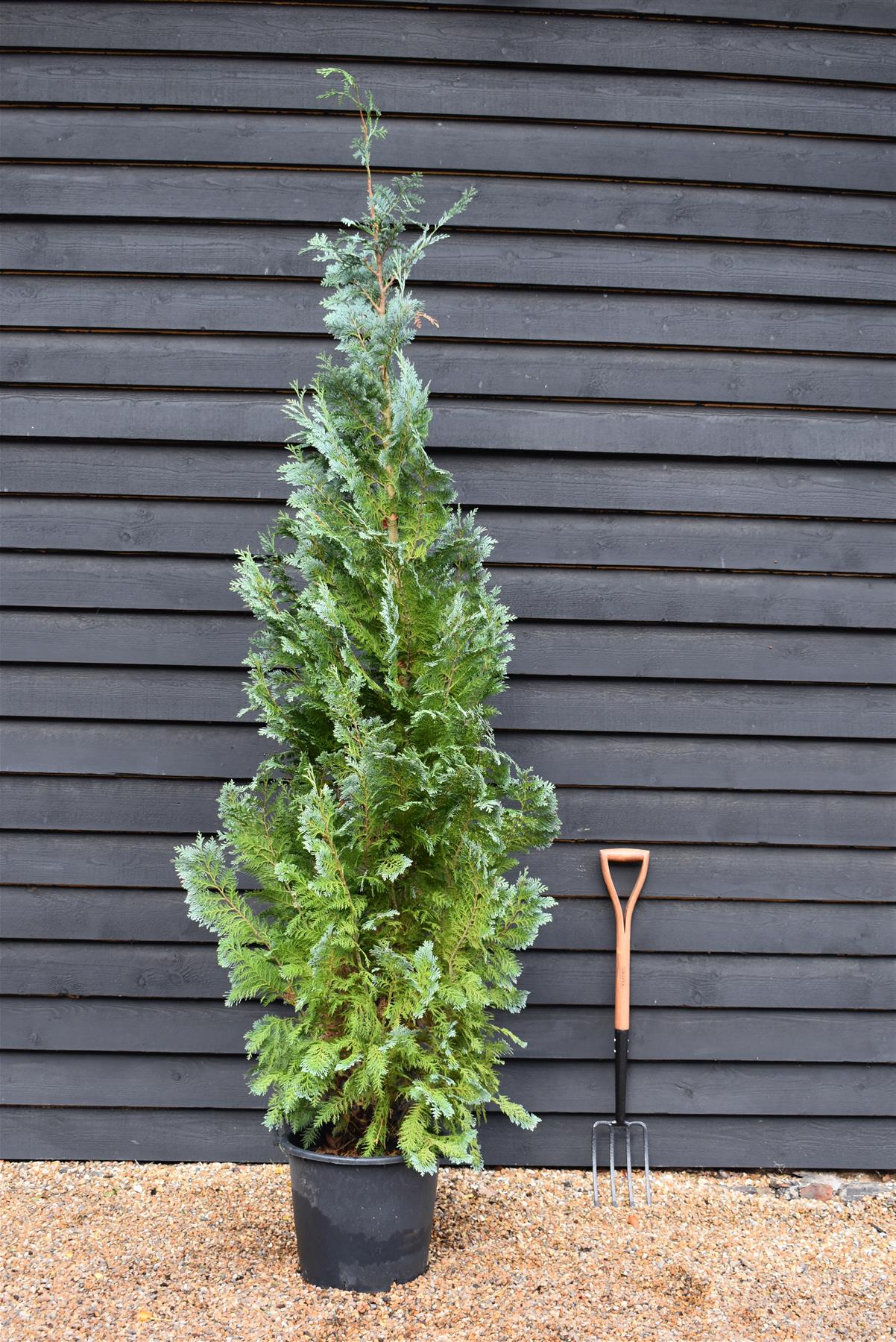 Chamaecyparis lawsoniana 'Columnaris' | False Cypress - 170-180cm - 30lt