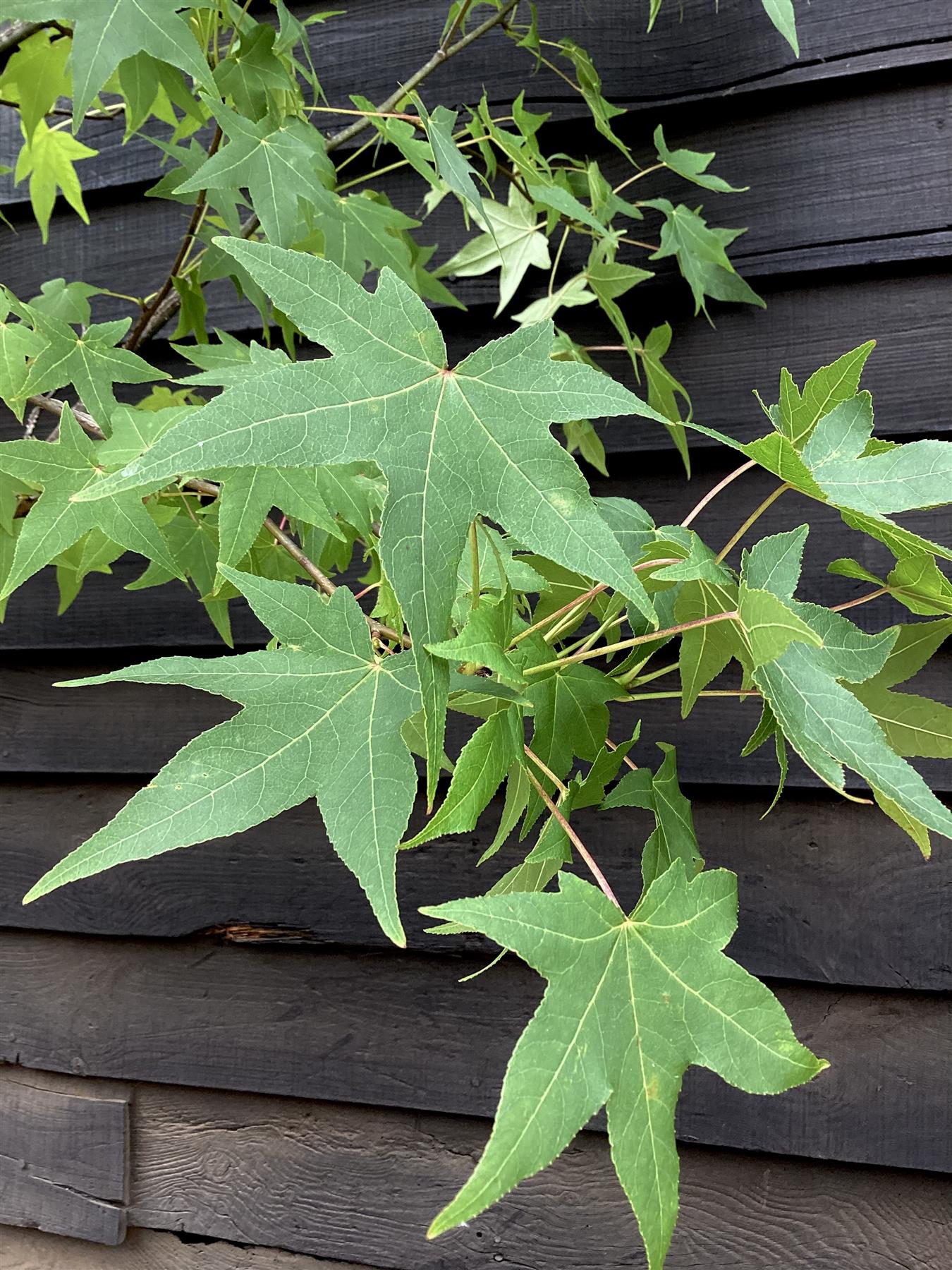 Liquidambar styraciflua | Sweet Gum Tree - Girth 08-10cm - 280-330cm - 50lt