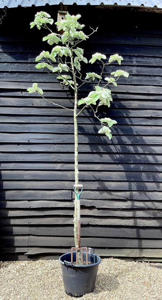 Sorbus aria 'Mitchellii' | Tibetan whitebeam 'John Mitchell' 1/2 std, Clear Stem - 200-240cm, 50lt