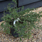 Juniperus communis 'Repanda' - Width 60-70cm - Height 20-25cm - 5lt