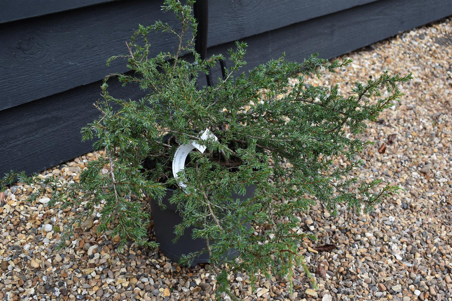 Juniperus communis 'Repanda' - Width 60-70cm - Height 20-25cm - 5lt