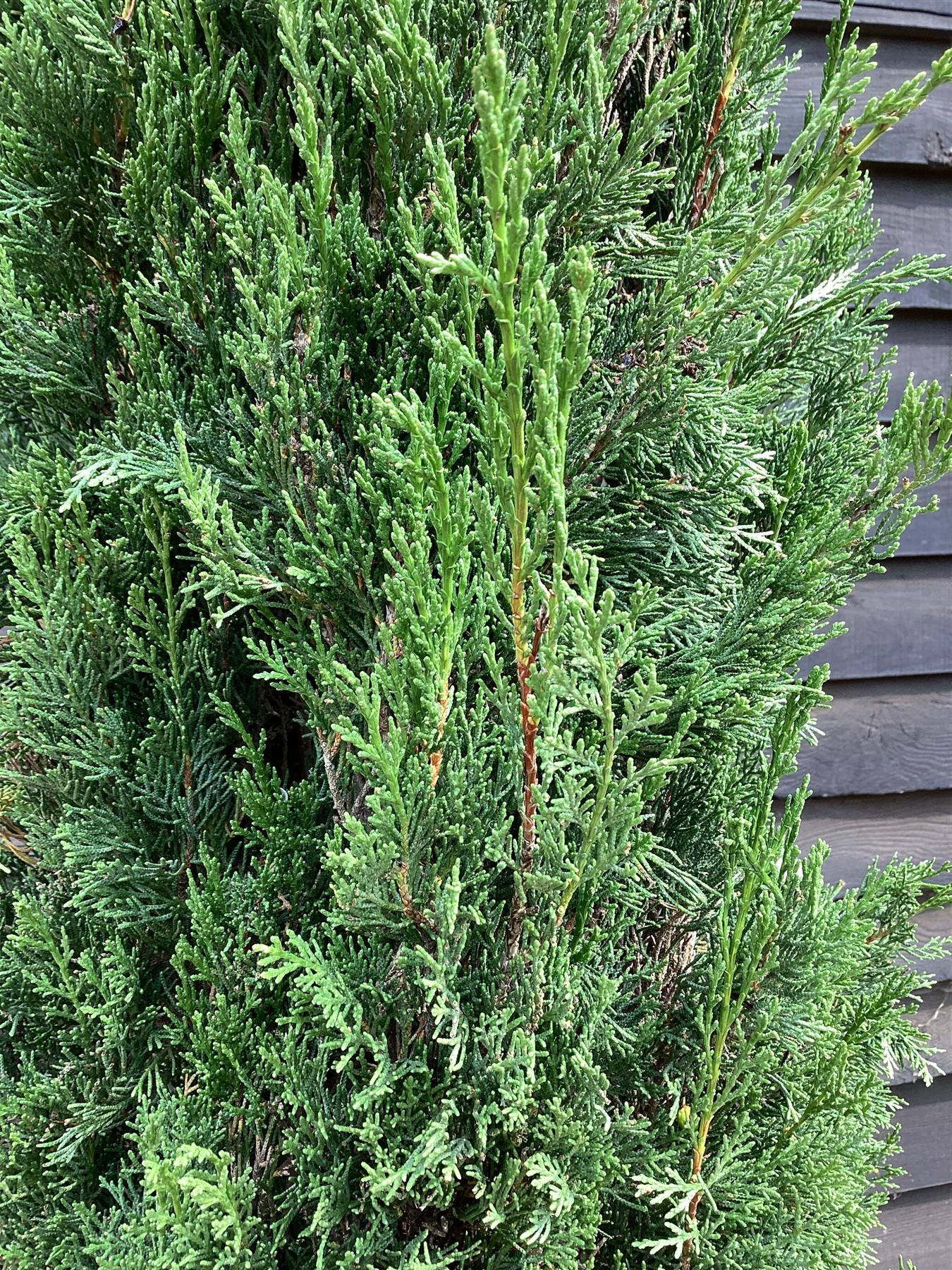 Cupressus Sempervirens | Italian cypress - 350cm, 90lt