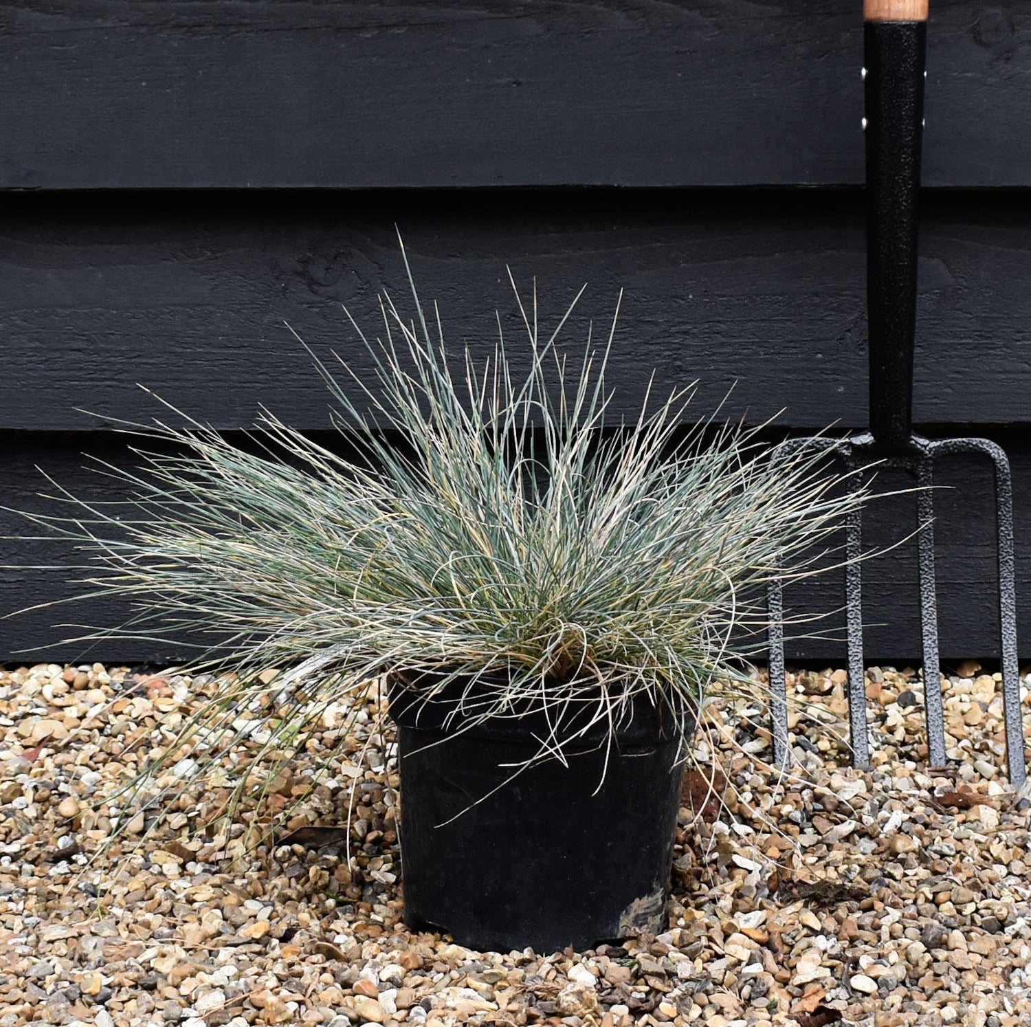 Blue Fescue | Festuca Glauca 'Elijah Blue'  - Height 20-25cm Width 20-30cm - 3lt