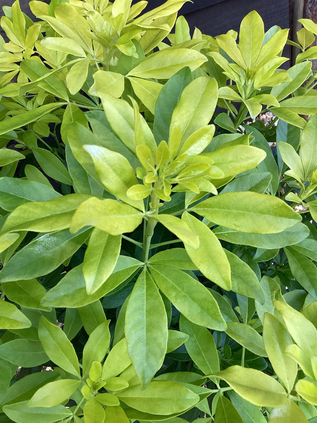 Choisya ternata 'Brica' | Mexican Orange - 10lt