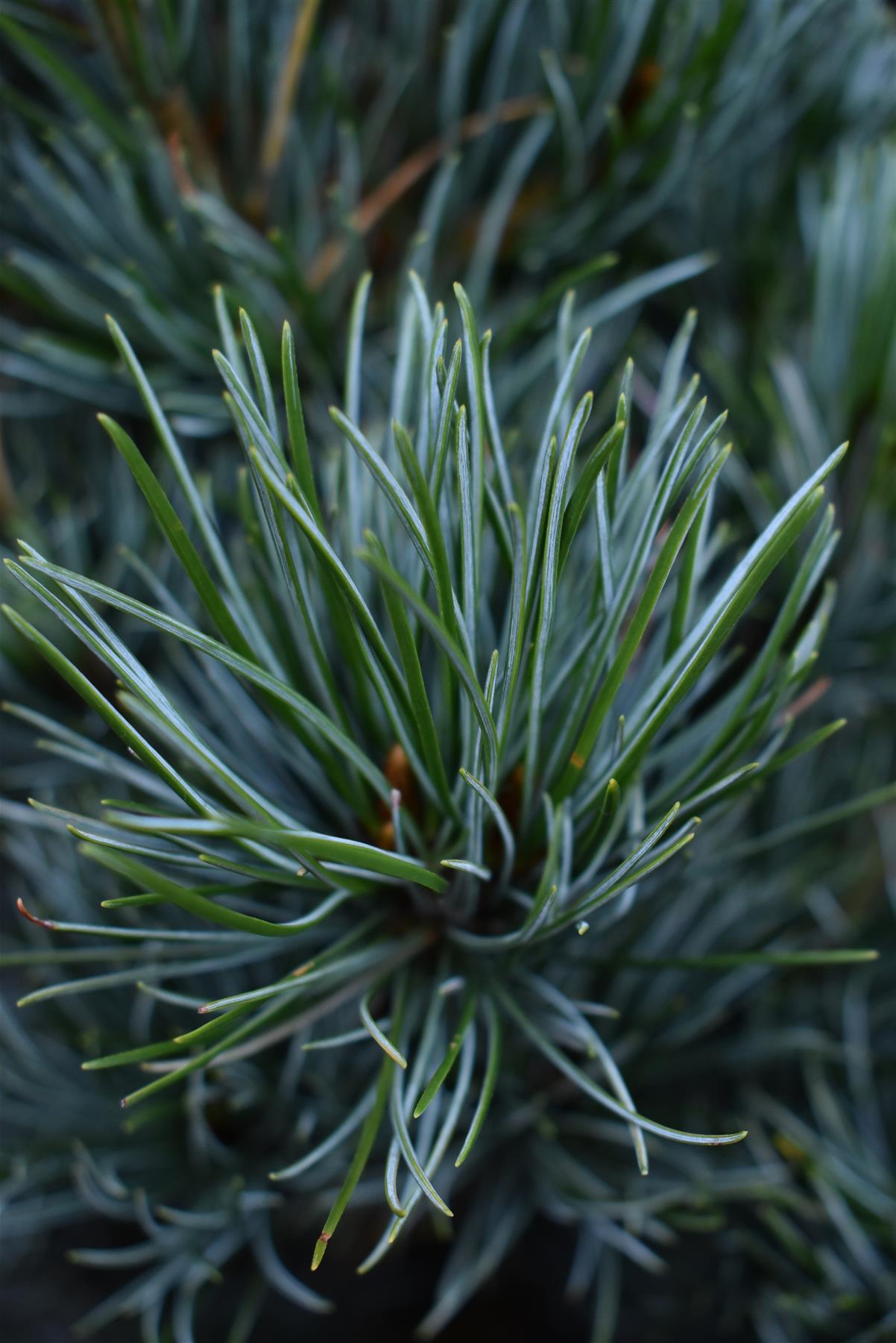 Pinus parviflora 'Negishi' | Japanese white pine - Height 60-70cm - Width 60cm - 18lt