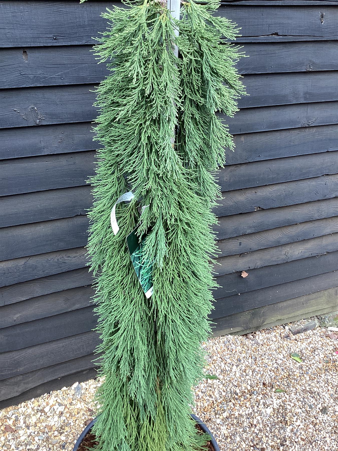 Sequoiadendron giganteum pendulum | Giant redwood 'Pendulum' - Height 175cm - Width 150-175cm - 90lt