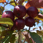 Crab apple | Malus Harry Baker - 160-180cm - 12lt