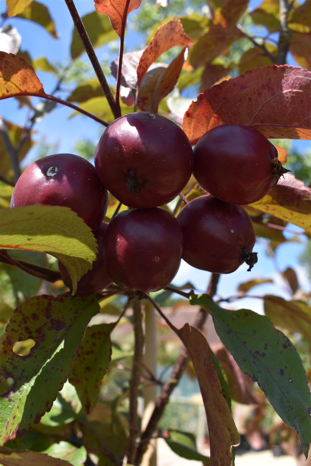 Crab apple | Malus Harry Baker - 160-180cm - 12lt