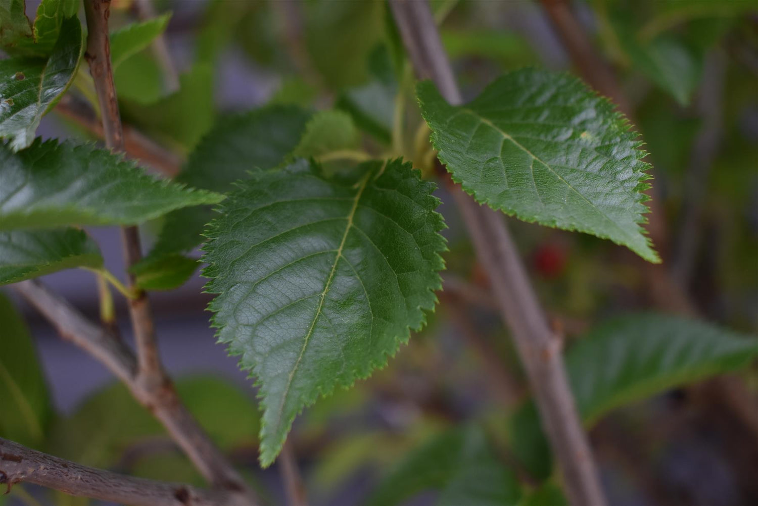 Prunus 'Umineko'| Japanese Flowering Cherry - Clear Stem - 290-310cm - 30lt