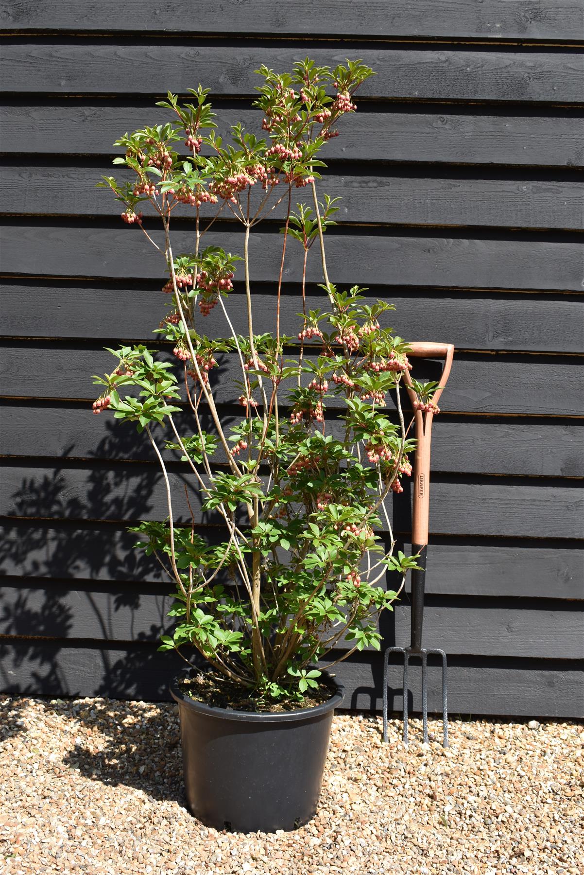 Enkianthus 'Pagoda' | Pagoda Bush - 120-160cm, 20lt