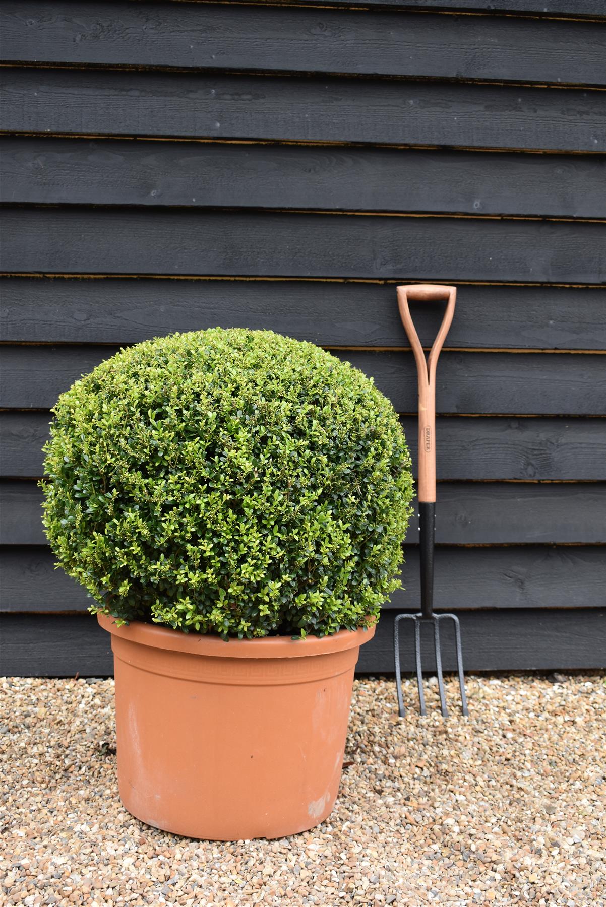 Ilex Crenata Luxus Globe - 60-70cm - 50lt