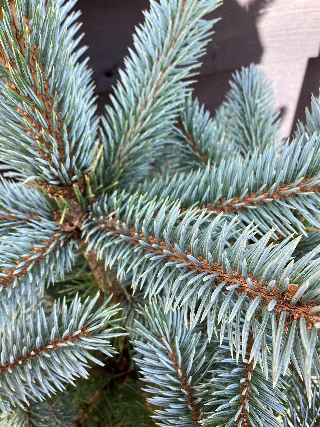 Picea pungens 'Super Blue' | Colorado spruce - 90-100cm, 15lt