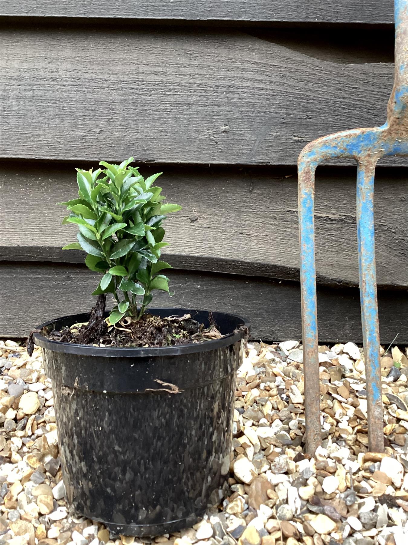 Euonymus japonicus 'Green Spire' - 10-15cm, 3lt