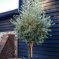 Olive Tree | Olea Europea - Short Stem 50-60cm - Girth 30-35cm - Height 150-170cm - 55lt