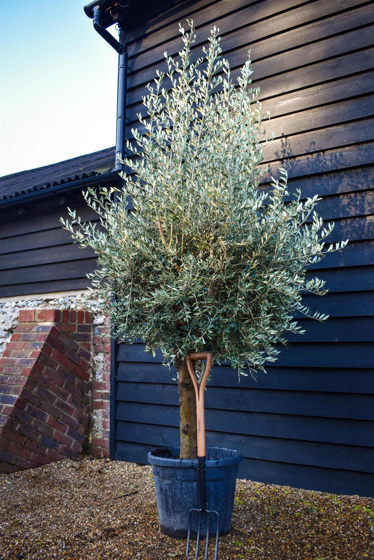 Olive Tree | Olea Europea - Short Stem 50-60cm - Girth 30-35cm - Height 150-170cm - 55lt