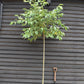 Prunus Shirofugen - Clear Stem - Standard - Girth 10 -12cm - Height 300-320cm - 70lt