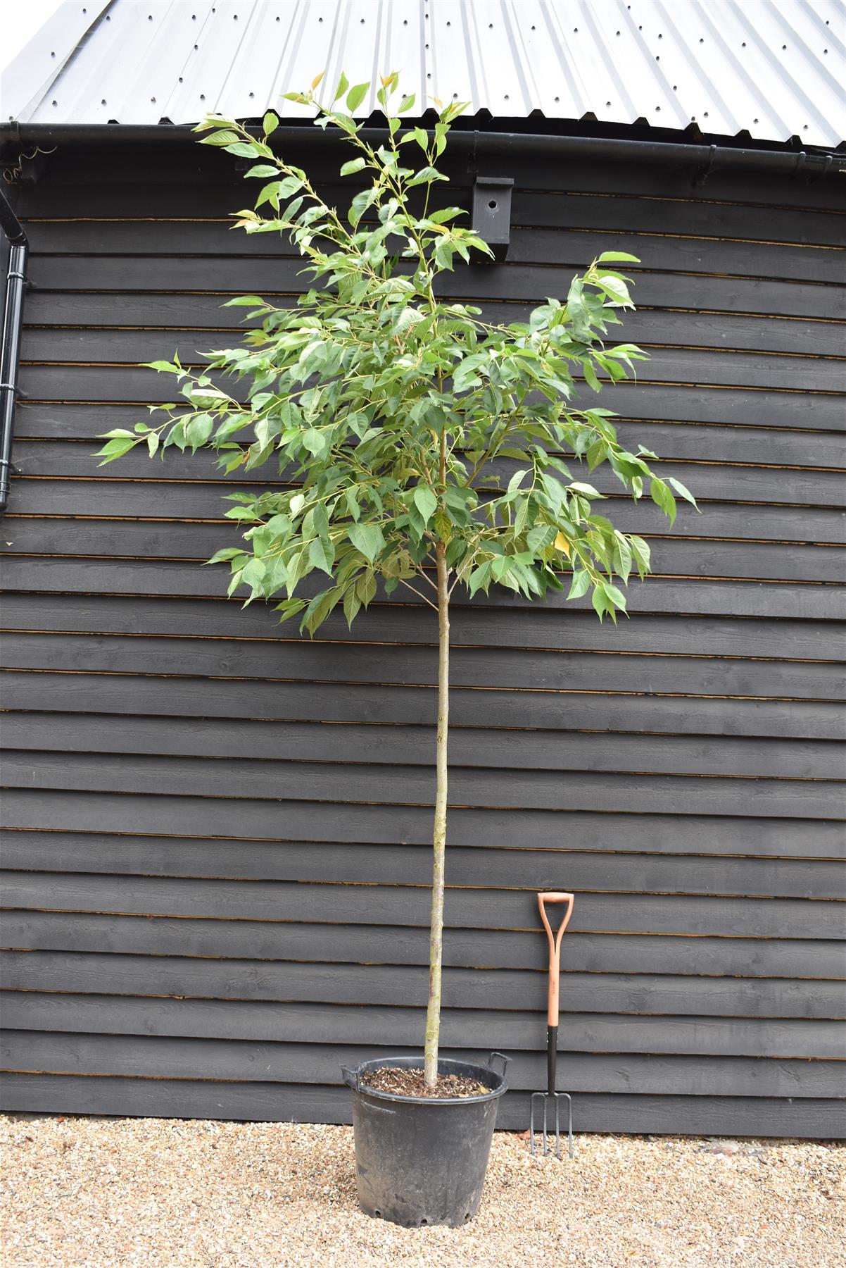 Prunus Shirofugen - Clear Stem - Standard - Girth 10 -12cm - Height 300-320cm - 70lt