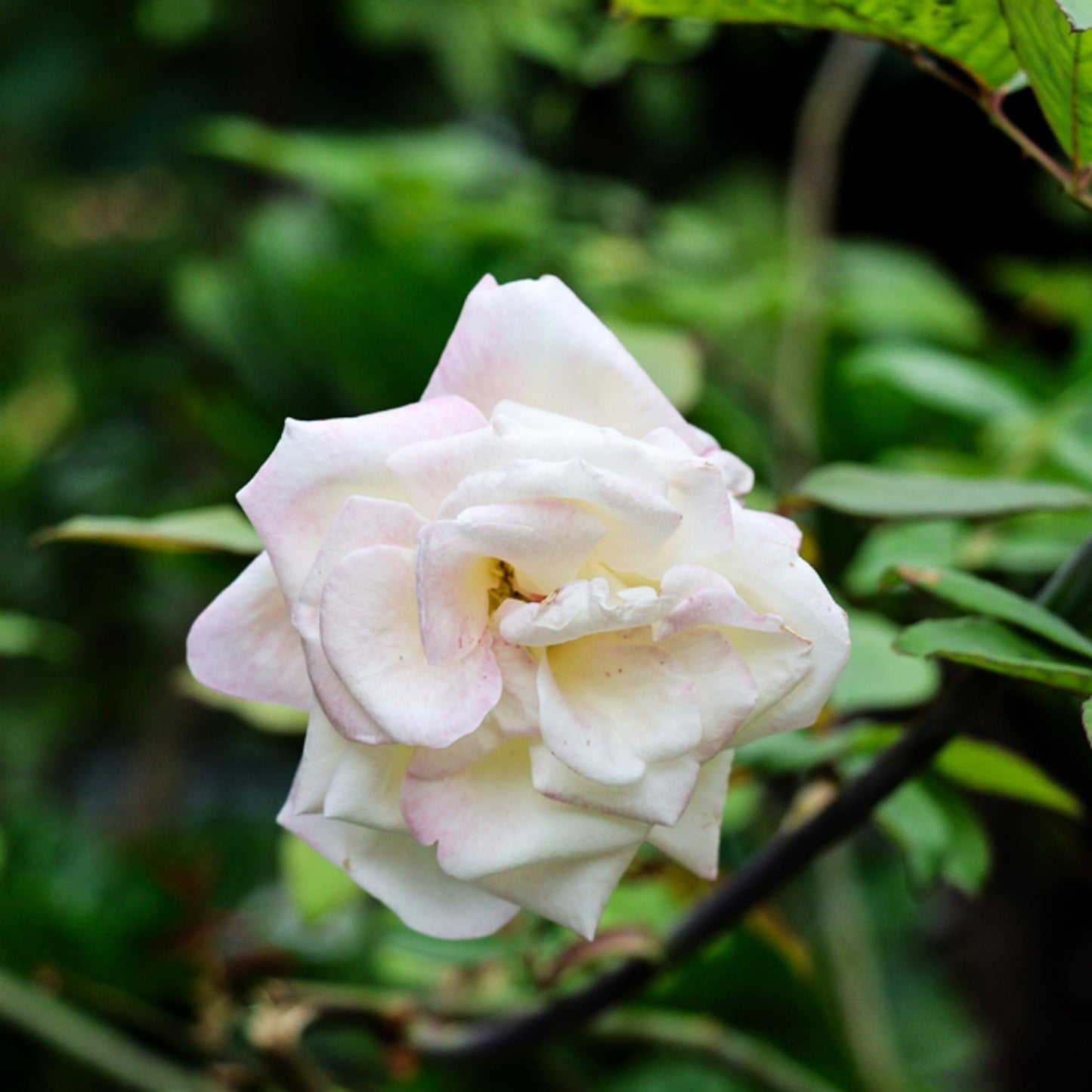 Rose - Pinkish White - Stem 80cm - Height 110-120cm - 10lt