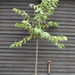 Prunus Tai Haku | Great White Cherry - Clear Stem - Standard - Girth 8-10cm - Height 320-340cm - 70lt