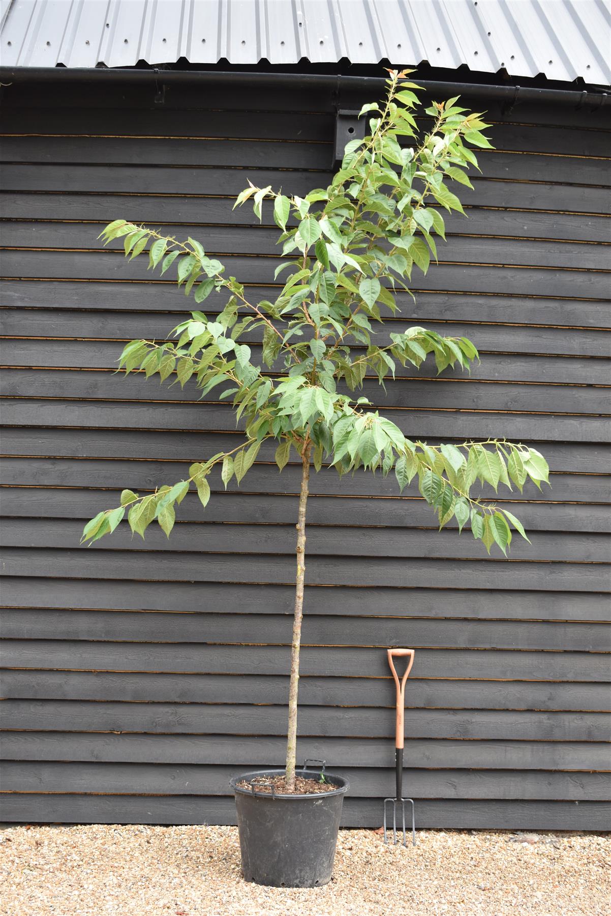 Prunus Tai Haku | Great White Cherry - Clear Stem - Standard - Girth 8-10cm - Height 320-340cm - 70lt