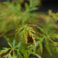 Acer palmatum 'Emerald Lace' | Japanese maple 'Emerald Lace' - 25-45cm - 3lt