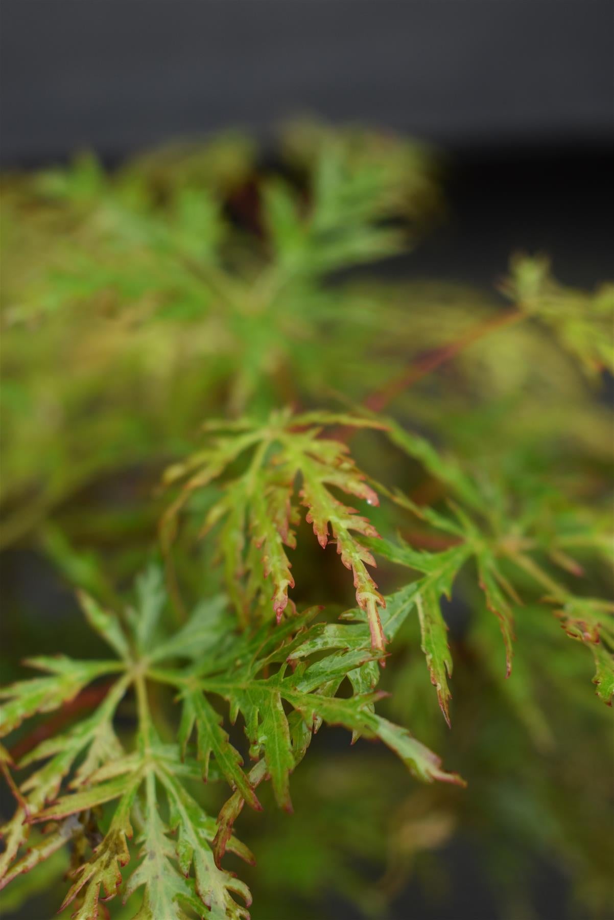 Acer palmatum 'Emerald Lace' | Japanese maple 'Emerald Lace' - 25-45cm - 3lt