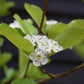 Crataegus Persimilis 'Prunifolia' | Broad-leaved Cockspur Thorn - Clear Stem - Standard - Girth 8-10cm - Height 370-400cm - 70lt