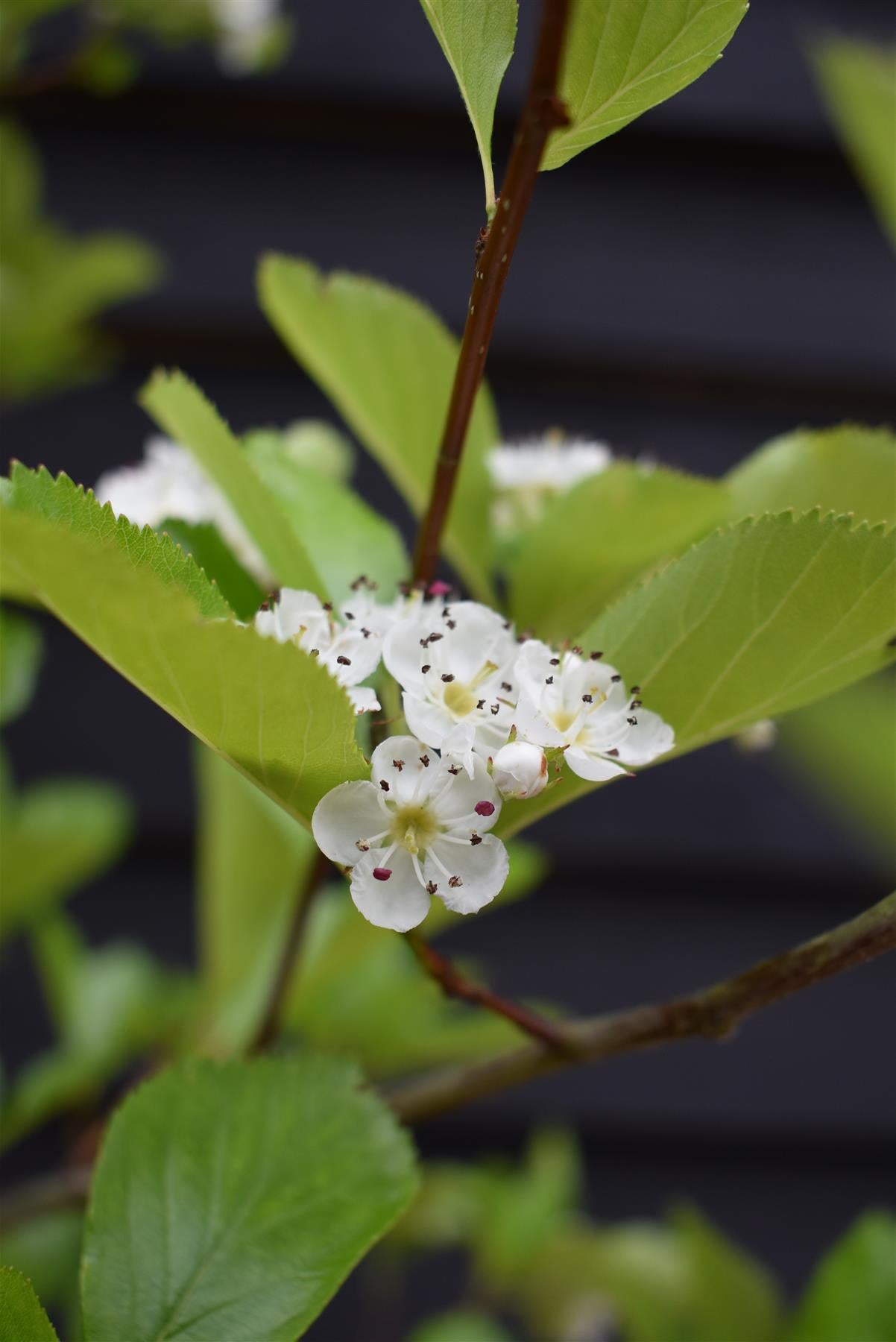 Crataegus Persimilis 'Prunifolia' | Broad-leaved Cockspur Thorn - Clear Stem - Standard - Girth 8-10cm - Height 370-400cm - 70lt