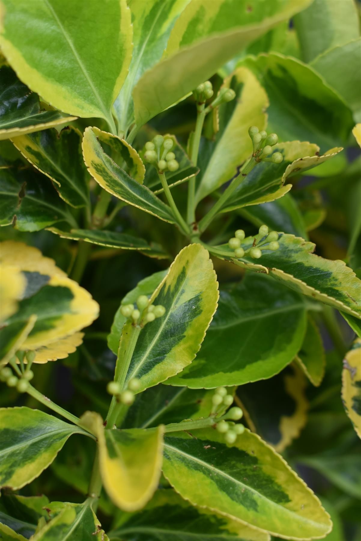 Euonymus Japonicus 'Aureomarginatus' - 60/70cm, 10lt