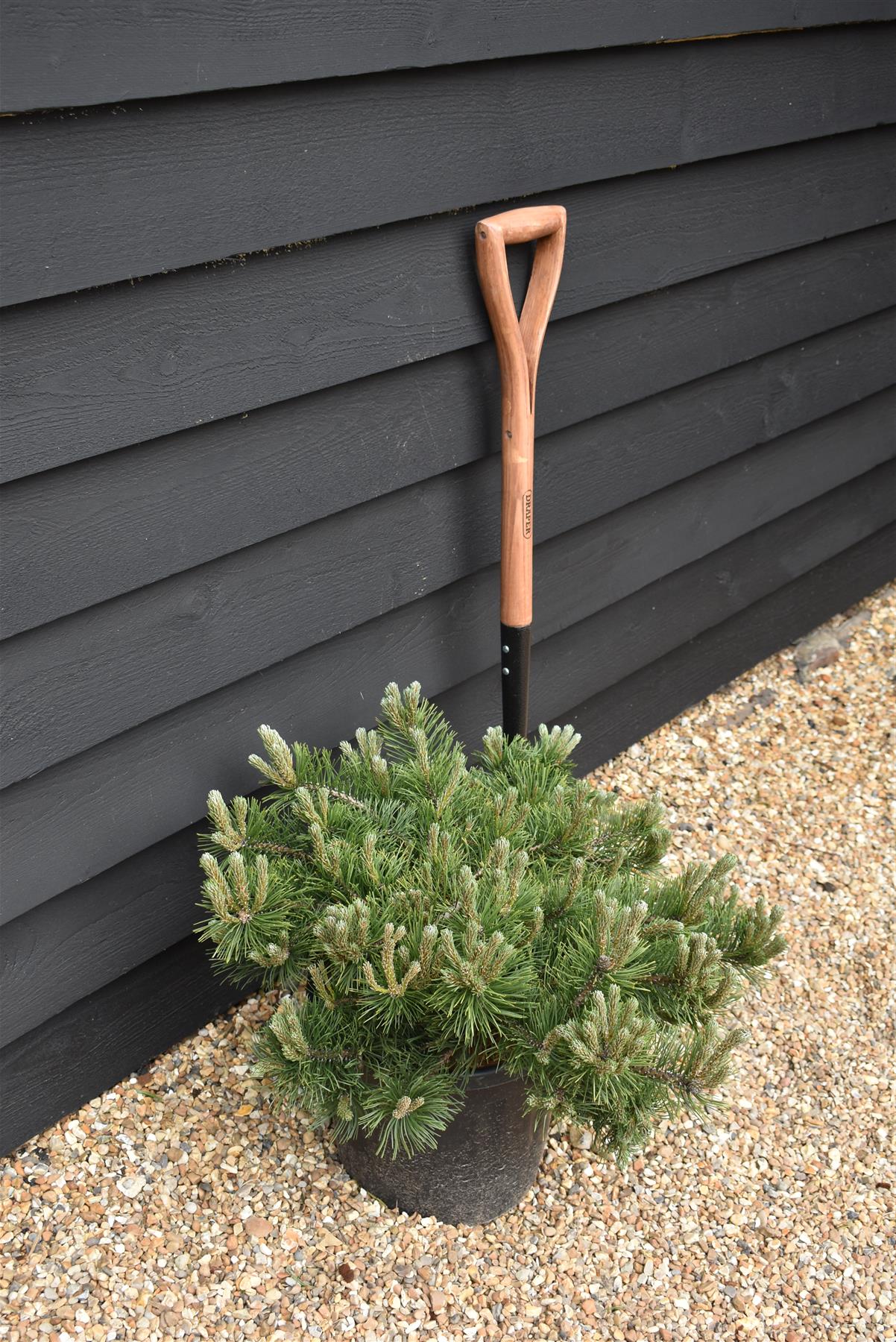 Pinus mugo 'Krauskopf' | Dwarf mountain pine - Height 70-80cm - Width 40cm - 18lt