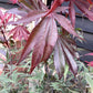 Japanese maple 'Shaina' | Acer palmatum - Clear Stem 90cm - Height 150-180cm - 35lt