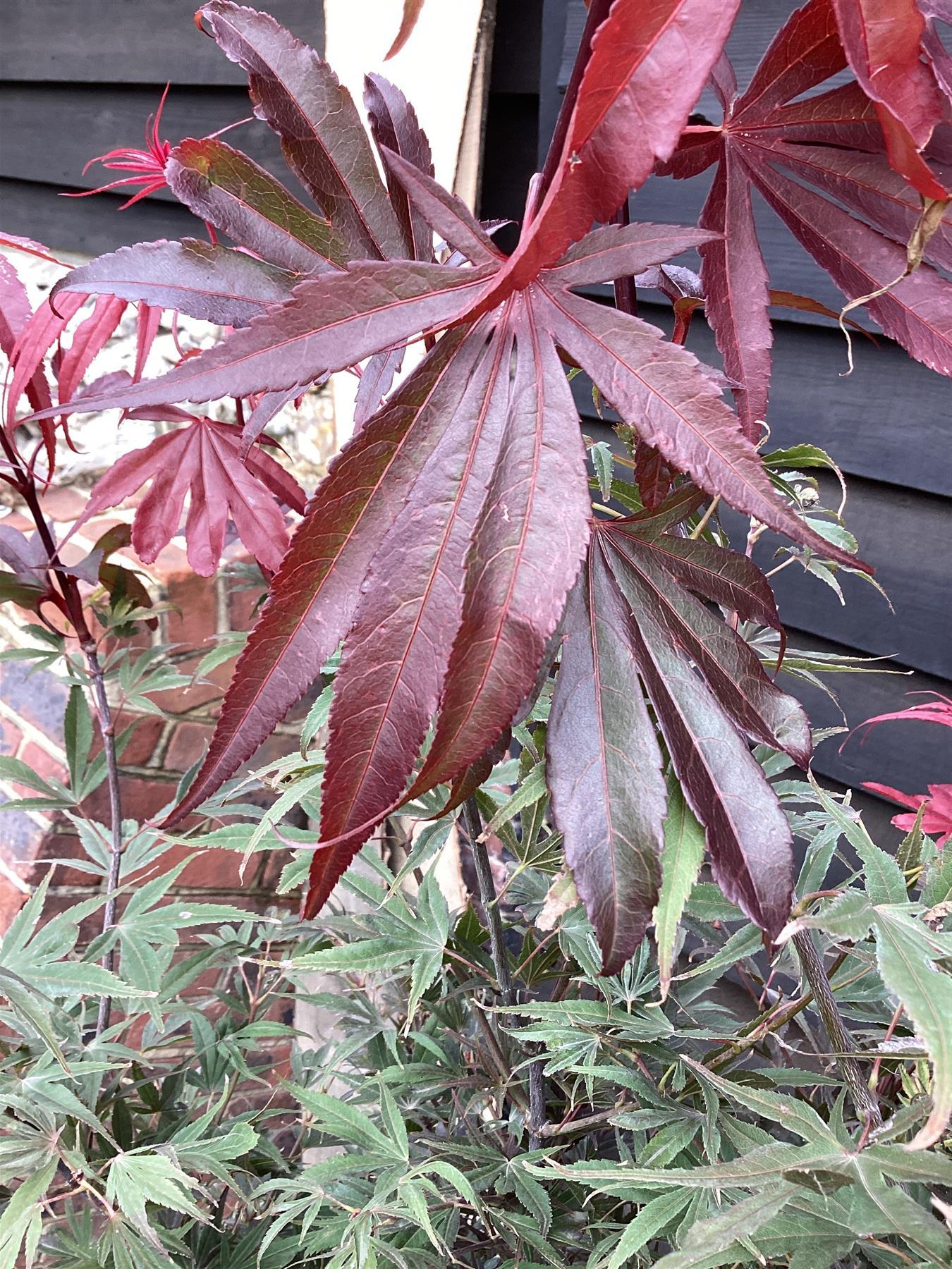 Japanese maple 'Shaina' | Acer palmatum - Clear Stem 90cm - Height 150-180cm - 35lt