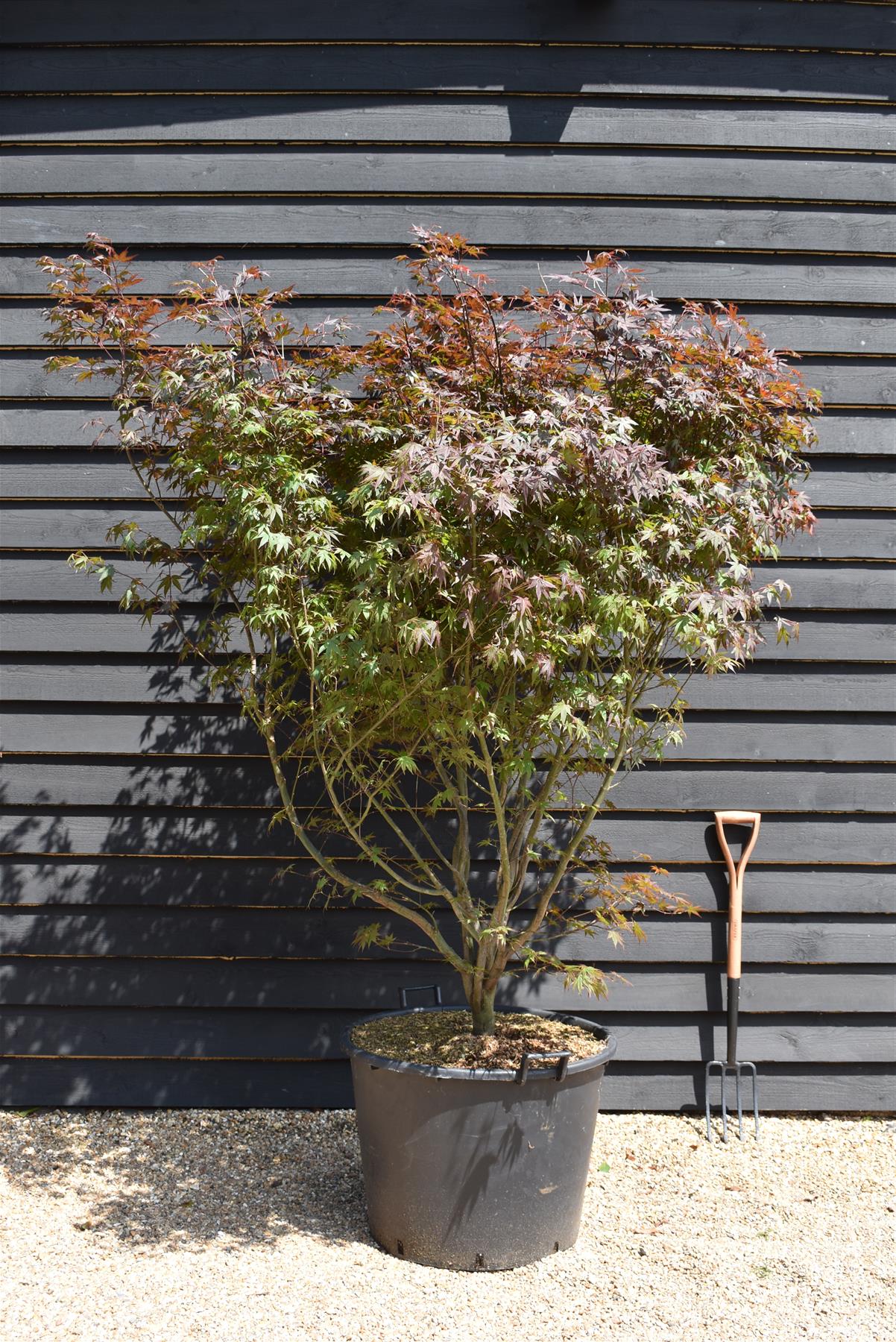 Acer palmatum 'Atropurpureum' | Purple Japanese maple - Bushy - 200-220cm - 130lt