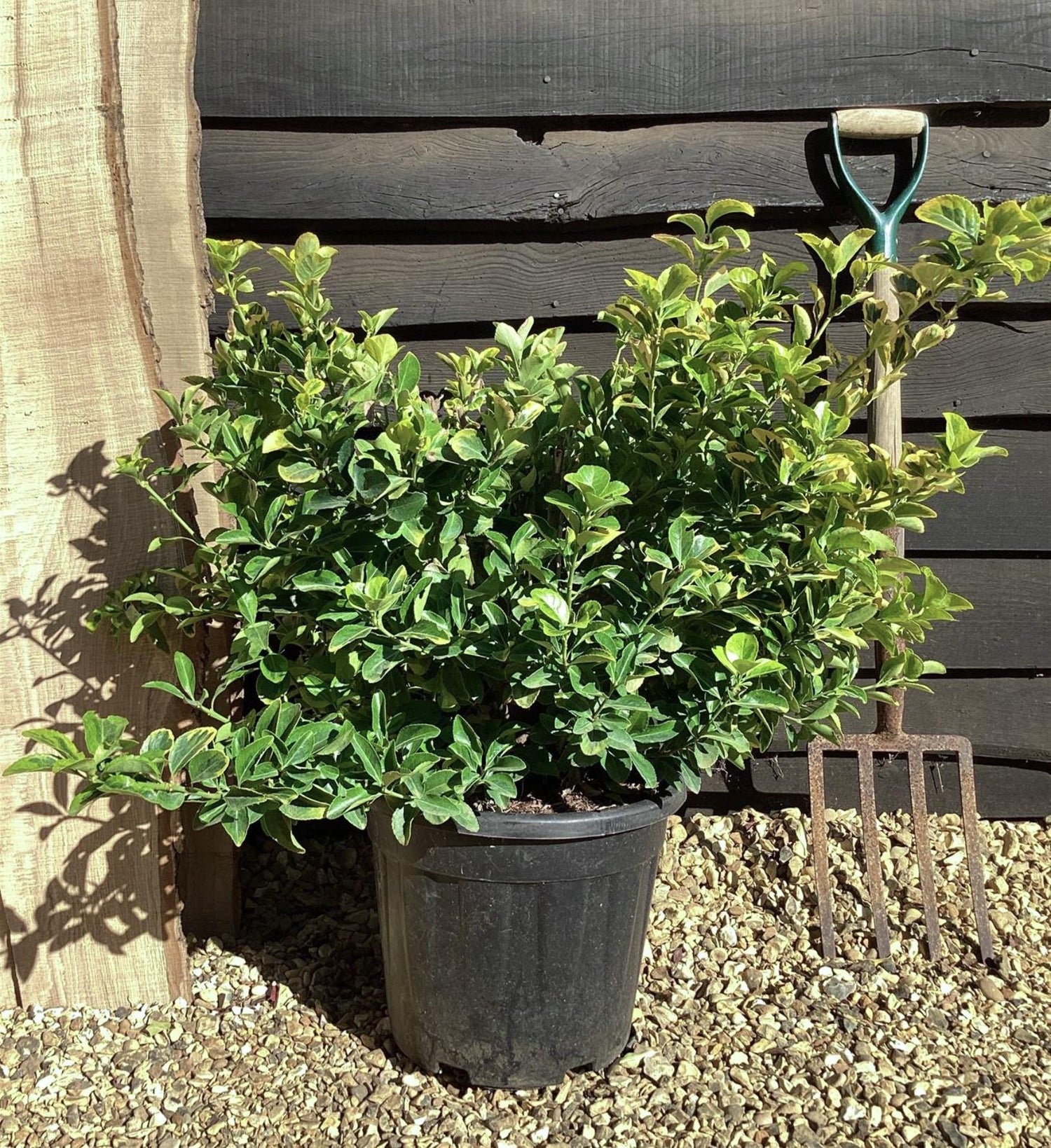 Euonymus Japonicus 'Aureomarginatus' - 100cm, 20lt