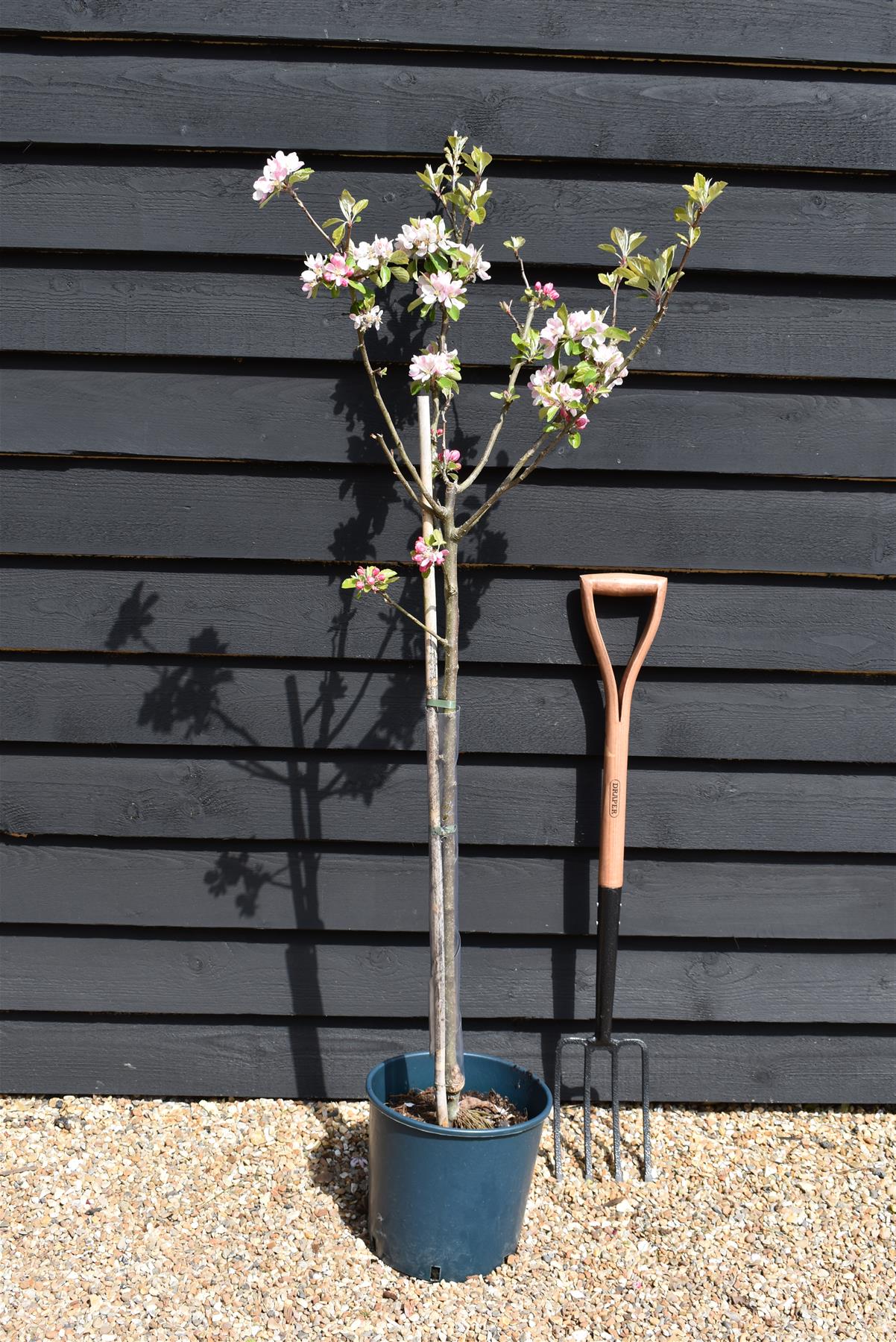 Apple tree 'Sunset' | Malus domestica - MM106 - Semi Dwarfing - Height 150-160cm - 20lt