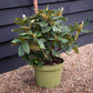 Rhododendron 'Double Dots' - Shrub - Height 50-70cm - 10lt