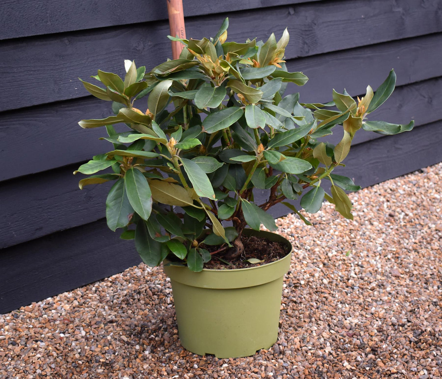 Rhododendron 'Double Dots' - Shrub - Height 50-70cm - 10lt