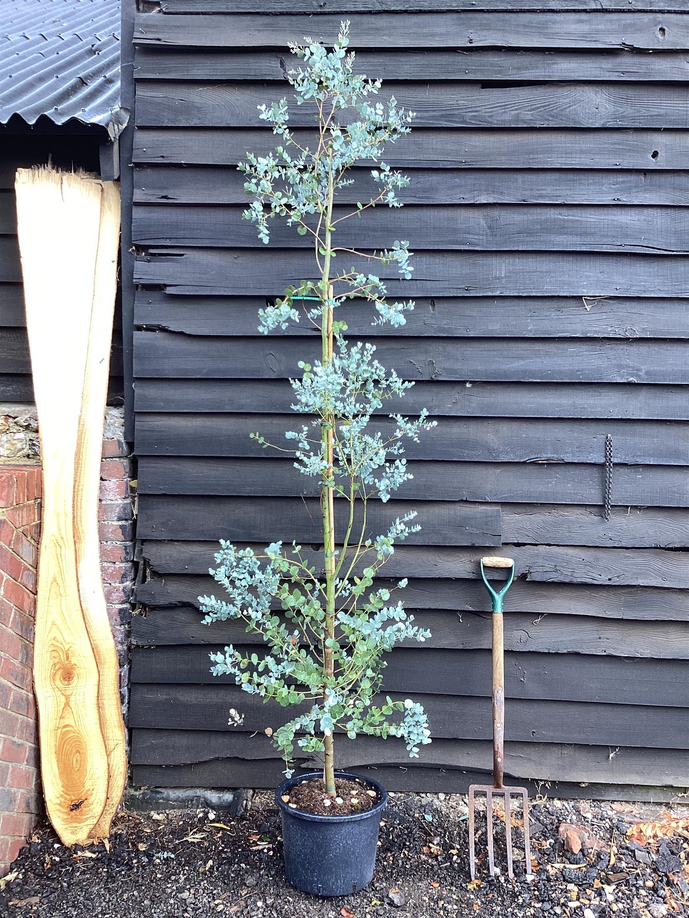 Eucalyptus Gunnii Azura | Cider Gum Azura - 180-220cm, 20lt