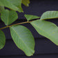 Common Walnut Tree | Juglans regia - 120-140cm - 10lt