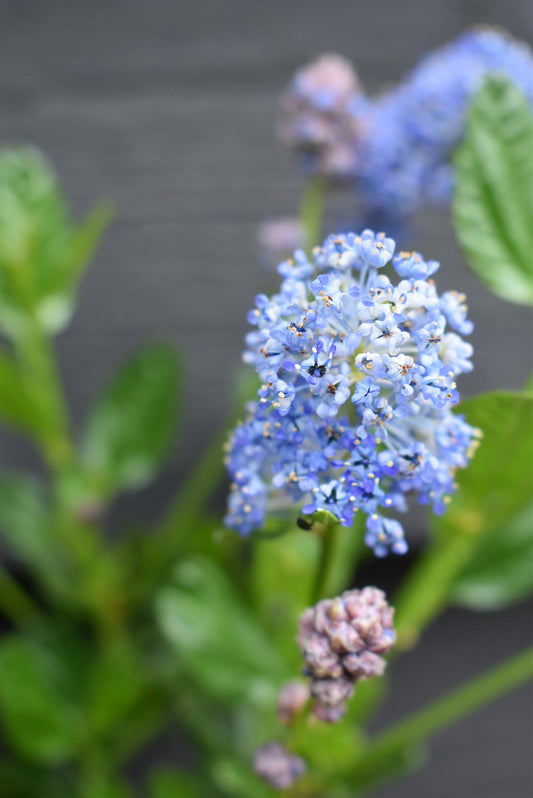 Ceanothus Skylark | Californian lilac ‘Skylark’ - 50-60cm, 9lt