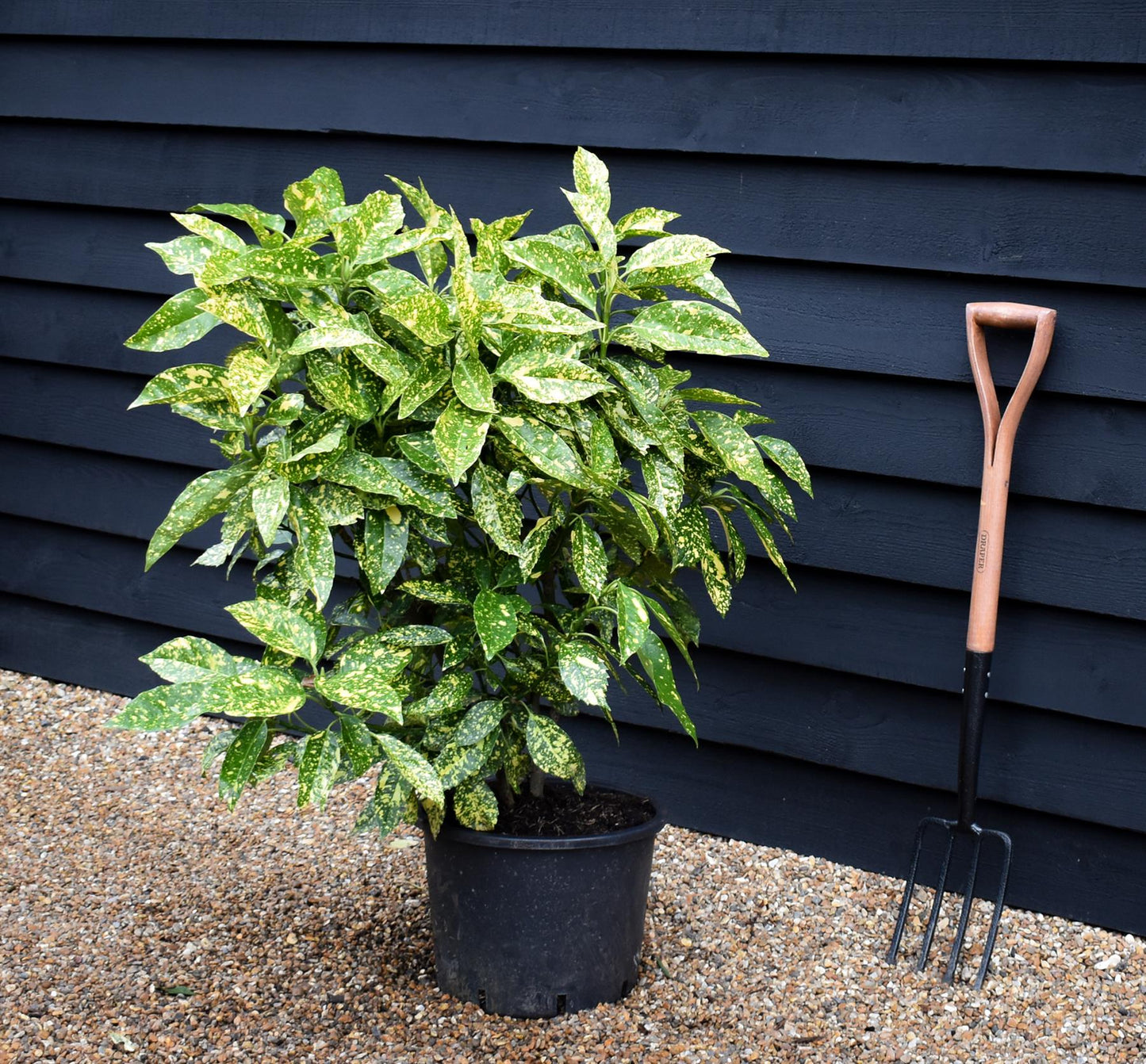 Aucuba japonica 'Variegata' | Spotted Laurel - Height 70-80cm - 20lt