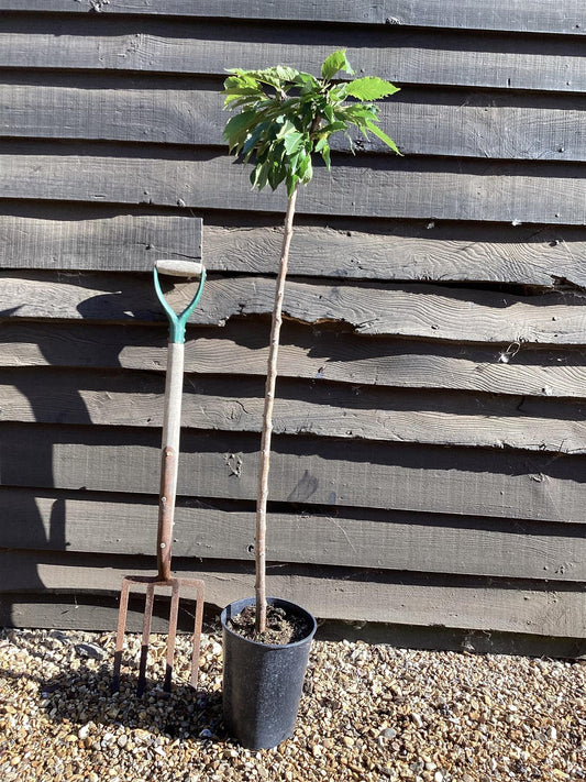 Cherry tree 'Lapins' | Prunus avium 'Cherokee' - 100-120cm - 10lt