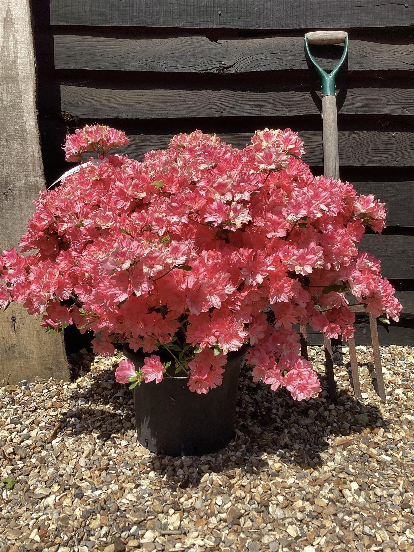 Azalea | Rhododendron - 100-150cm, 10lt