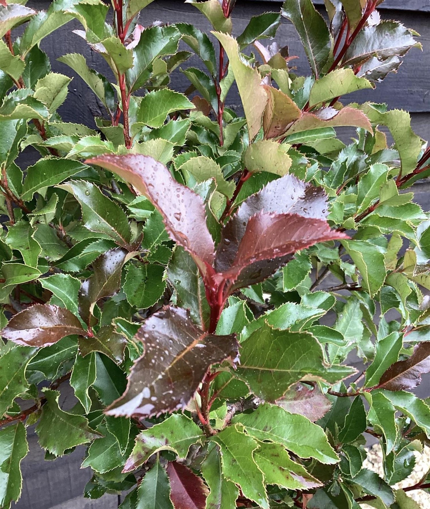 Photinia × fraseri 'Magical Volcano' - Single Stem 100cm - Height 160cm - 15lt